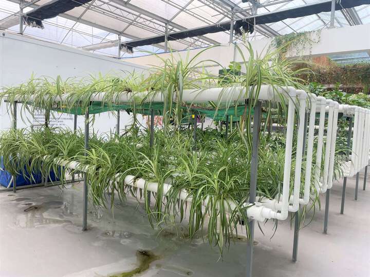 農(nóng)業(yè)技術(shù)：有機(jī)生態(tài)型無土栽培有哪些特點(diǎn)？