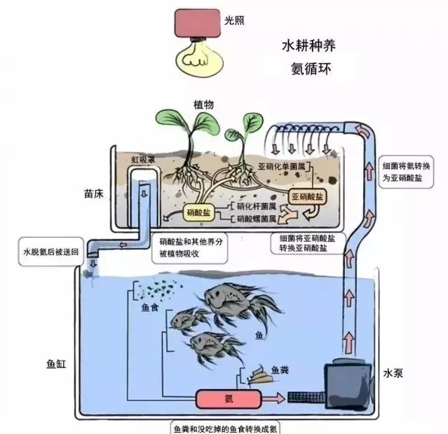 智慧魚菜共生解決方案