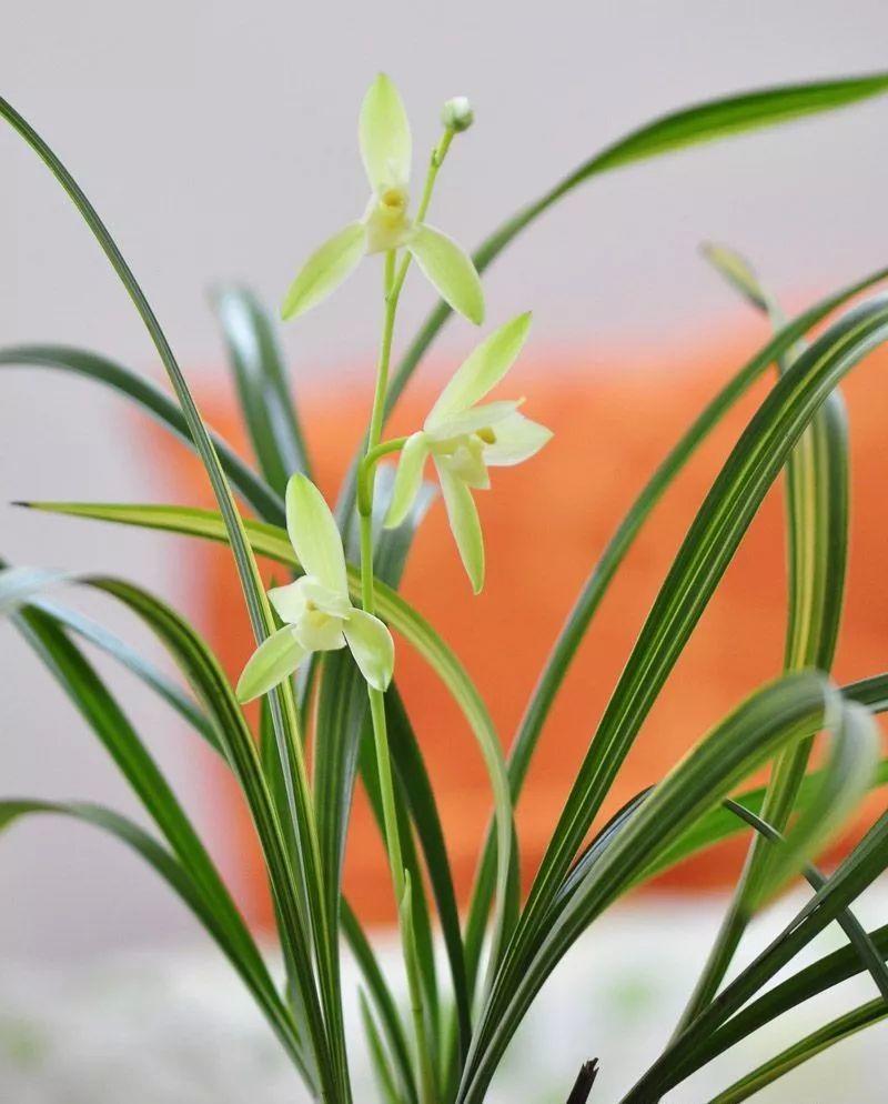 你需要知道的蘭花種植技巧