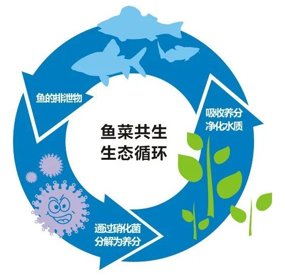 魚菜共生系統(tǒng),養(yǎng)魚種菜兩不誤