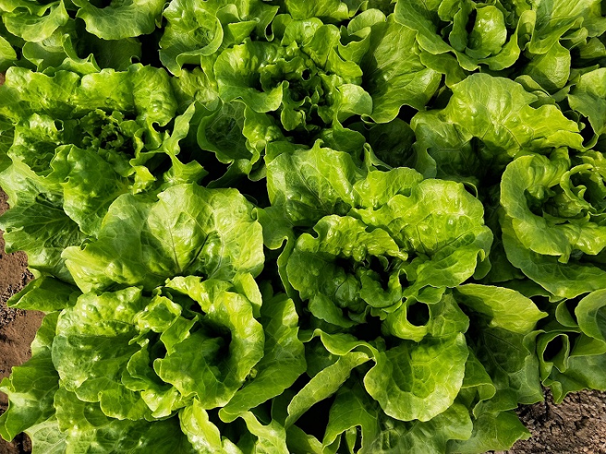 溫室種植生菜想高產(chǎn)，對水肥的要求都有哪些？