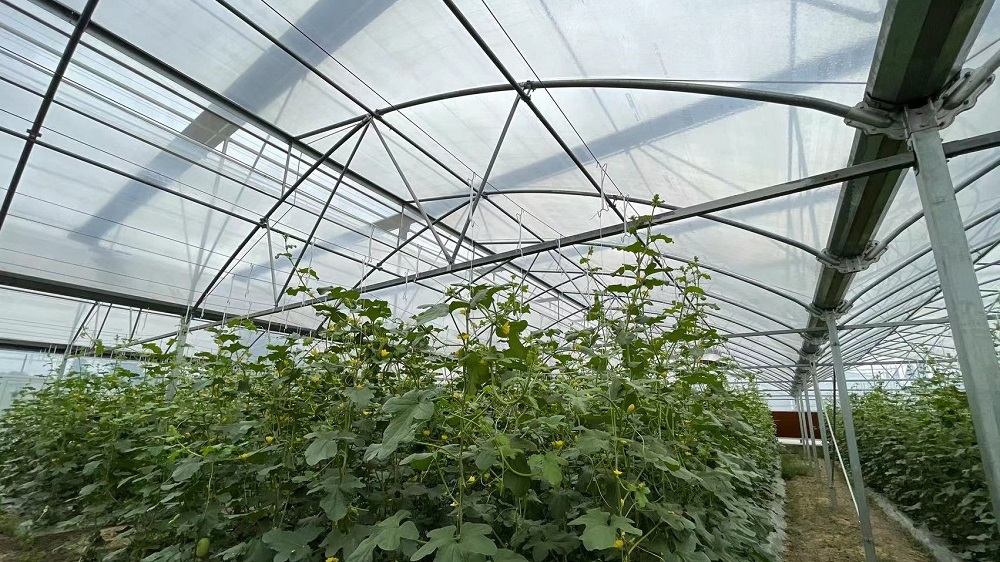 蔬菜大棚發(fā)生藥害的原因及補救措施