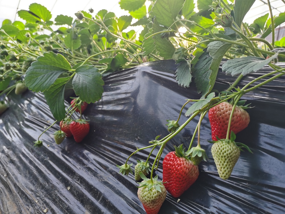 溫室大棚草莓種植畸形果防治方法