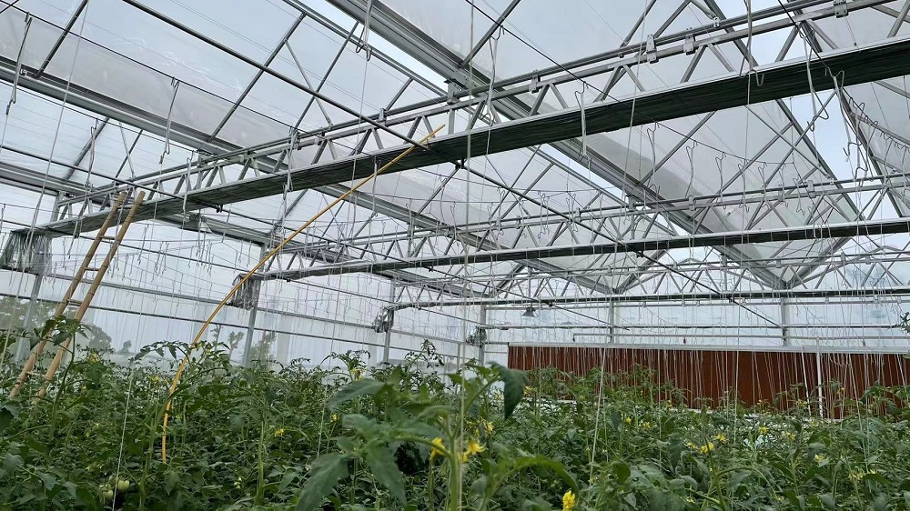 蔬菜薄膜連棟溫室大棚該如何抗寒