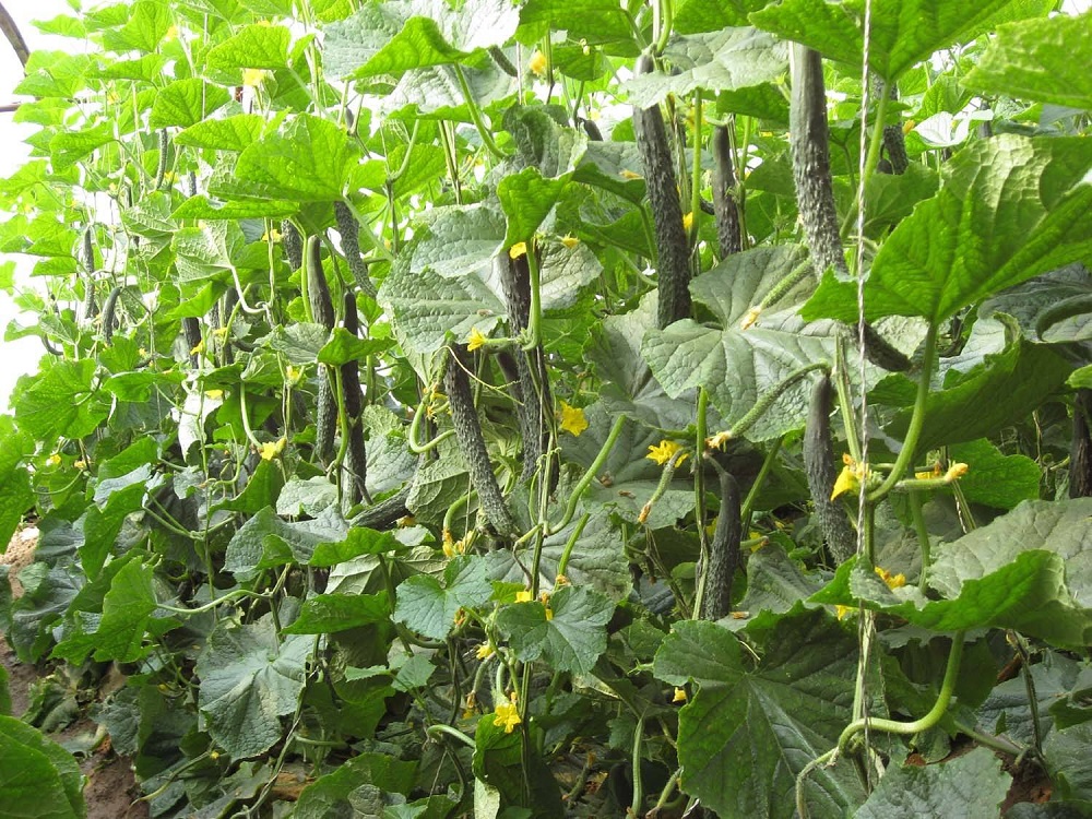 大棚蔬菜病害發(fā)生的原因及癥狀是什么？