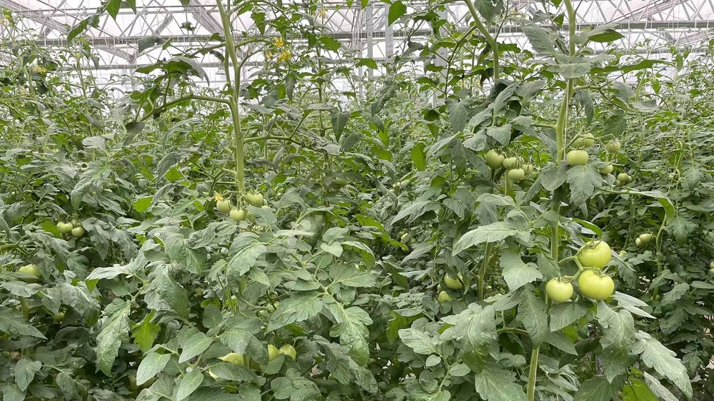 溫室大棚蔬菜停滯不長的防治措施