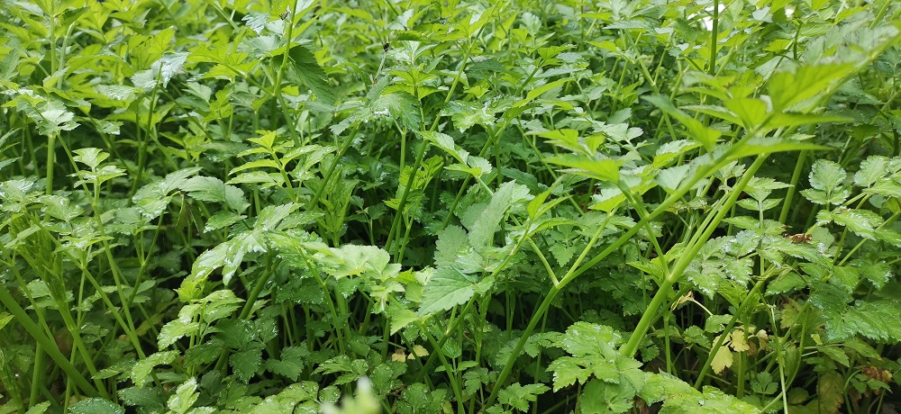冬季溫室大棚..適宜種植的幾種蔬菜