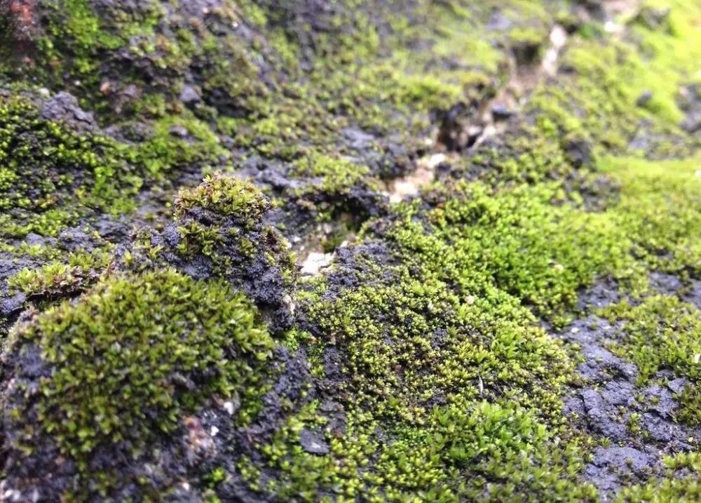 溫室大棚土壤長青苔的原因分析