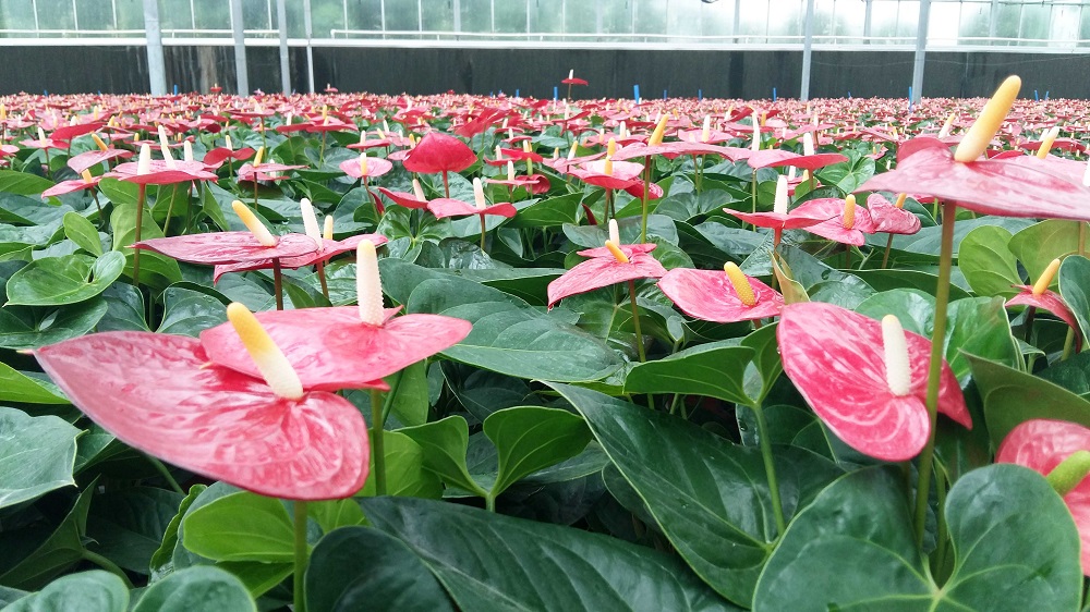 溫室花卉大棚栽培管理