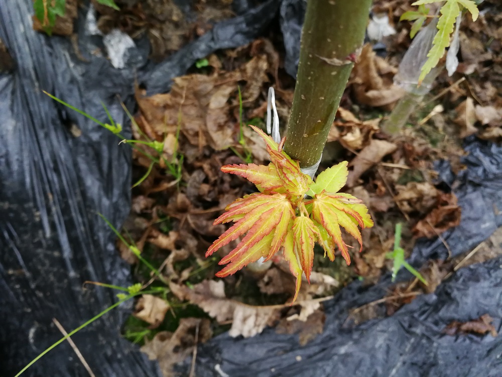 溫室大棚養(yǎng)花嫁接技術(shù)