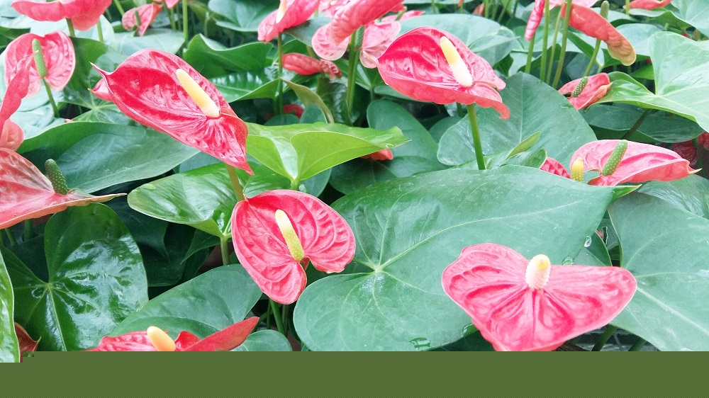 冬春花卉溫室大棚內(nèi)的氣害與防治
